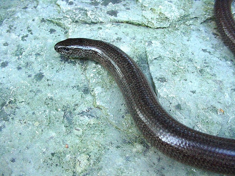 anguis fragilis-blindschleiche-orvet